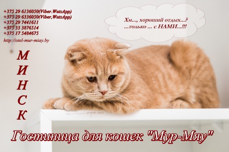 Гостиница для кошек  Мур-Мяу   Минск