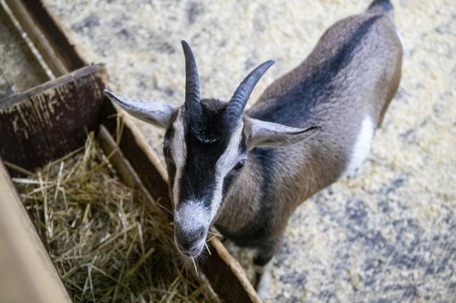  Контактный зоопарк 
в торговом центре "Титан"  г. Минск  Беларусь 