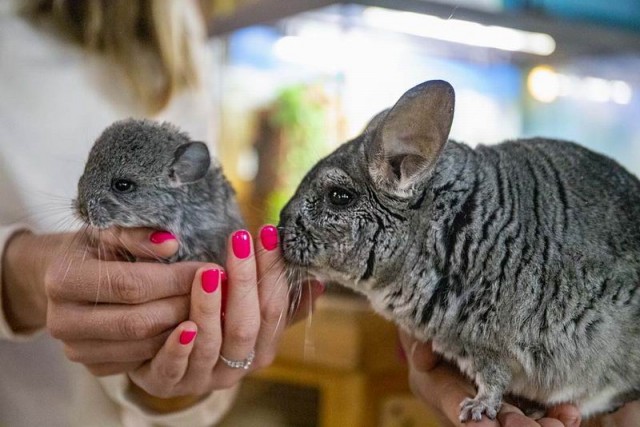  Контактный зоопарк 
в торговом центре "Титан"  г. Минск  Беларусь 