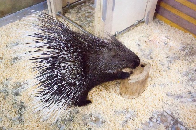  Контактный зоопарк 
в торговом центре "Титан"  г. Минск  Беларусь 