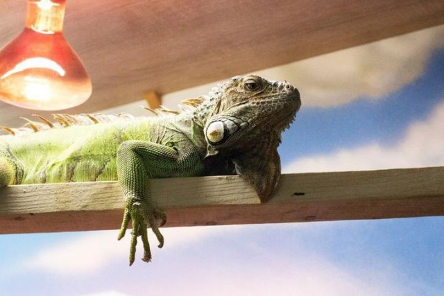  Контактный зоопарк 
в торговом центре "Титан"  г. Минск  Беларусь 