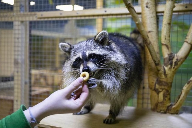  Контактный зоопарк 
в торговом центре "Титан"  г. Минск  Беларусь 