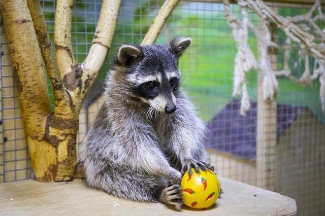  Контактный зоопарк 
в торговом центре "Титан"  г. Минск  Беларусь 