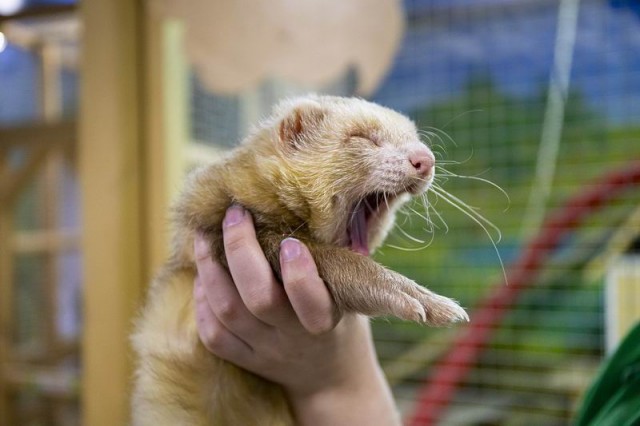  Контактный зоопарк 
в торговом центре "Титан"  г. Минск  Беларусь 