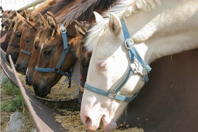 Центр Конного Спорта 
Минский район  аг Ратомка 