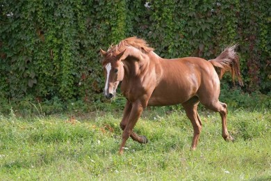 Центр Конного Спорта 
Минский район  аг Ратомка 