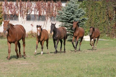Центр Конного Спорта 
Минский район  аг Ратомка 