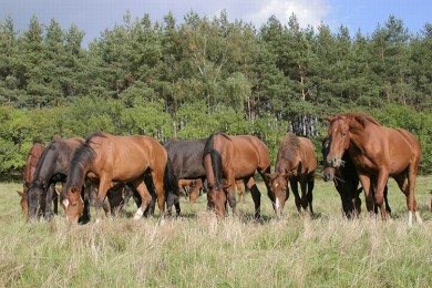 Центр Конного Спорта 
Минский район  аг Ратомка 