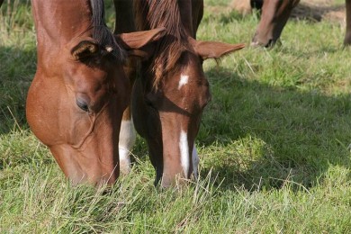 Центр Конного Спорта 
Минский район  аг Ратомка 