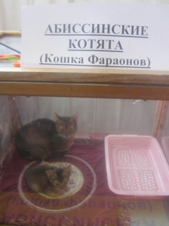 Догшоу 2014 - выставка собак и кошек в Минске  - Дворец Спорта - 1 2 февраля 2014