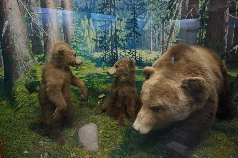 Бурый медведь
 Музей природы и экологии  8 мая 2017
 г. Минск  ул. Карла Маркса  12 
