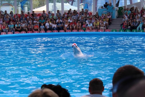  Дельфинарий  в Минском Зоопарке  27 августа 2016 
 г. Минск  улица Ташкентская  40 
