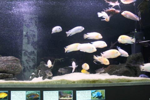  Рыбки  в здании   Аквариум   27 августа 2016
в Минском Зоопарке  г. Минск  улица Ташкентская  40 