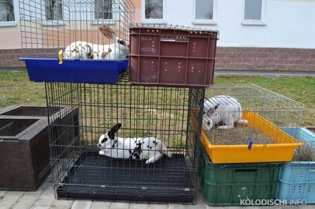 Выставка-ярмарка  Вяснадар 2015   BR агрогородок Колодищи  Минская область 