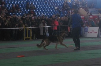 Догшоу 2014 - выставка собак и кошек в Минске - Дворец Спорта - 1 2 февраля 2014