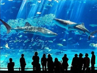 Oceanorafico - самый большой аквариум в Европе